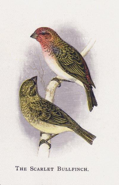 El Camachuelo Escarlata de Alexander Francis Lydon